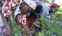 Kenya (Forests of Hope) 2/3, Cristina Karrer, 2006